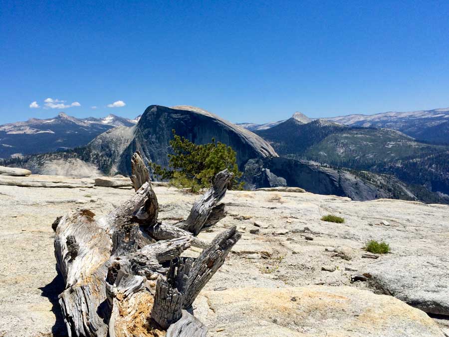 Half-Dome-photo-with-tree-stump-in-foreground