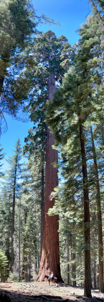 Tuolumne Grove - Blackberry Inn Yosemite