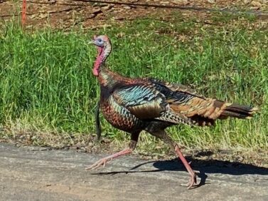 Wild turkey running along the road